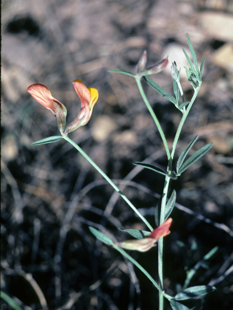 Lotus plebeius (New mexico bird's-foot trefoil) #25466