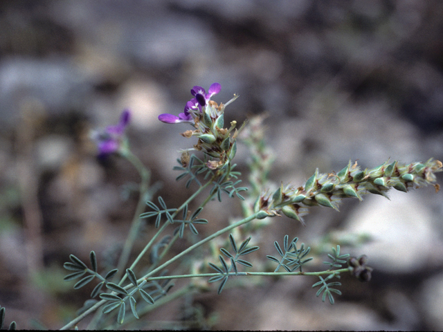 Dalea lasiathera (Purple dalea) #25473