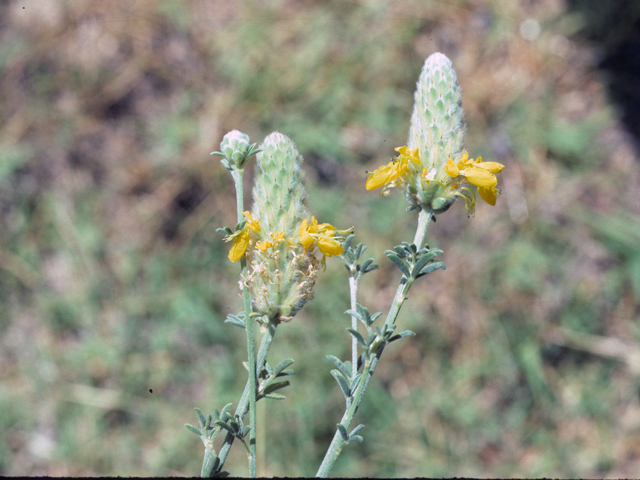 Dalea aurea (Golden dalea) #25474