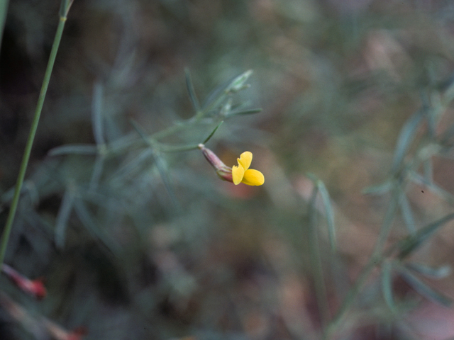 Dalea nana (Dwarf prairie clover) #25475