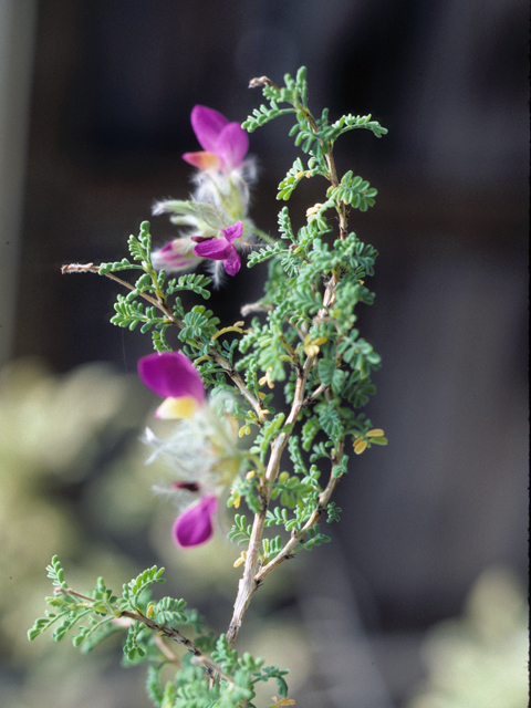 Dalea formosa (Featherplume) #25477