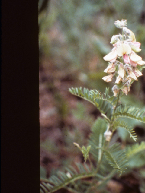 Tephrosia virginiana (Goat's rue) #25482