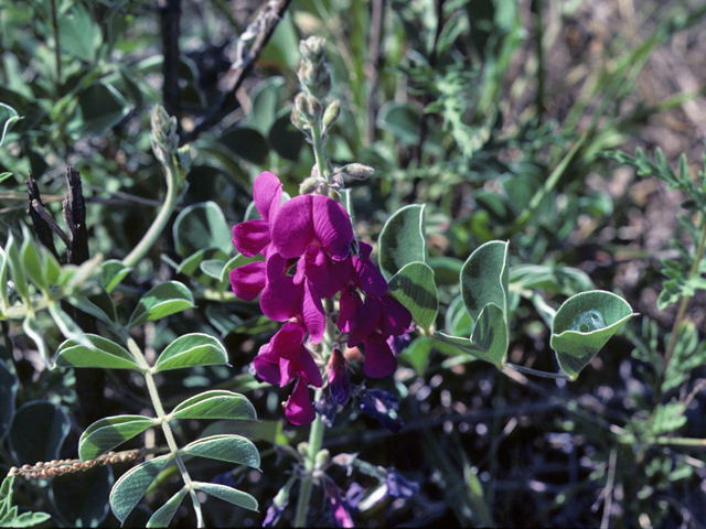 Tephrosia lindheimeri (Lindheimer's hoarypea) #25484