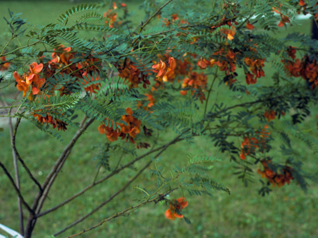 Sesbania vesicaria (Bagpod) #25485