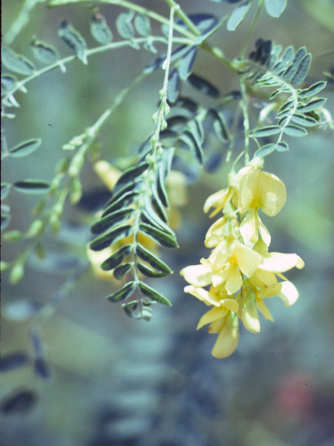 Sesbania drummondii (Rattlebush) #25487