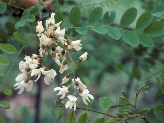 Robinia pseudoacacia (Black locust) #25488