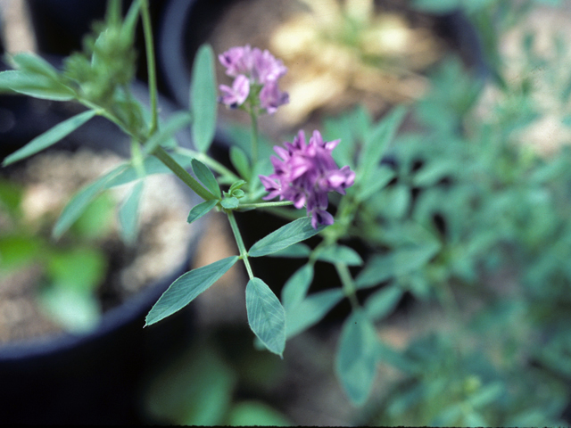 Desmodium nuttallii (Nuttall's ticktrefoil) #25494