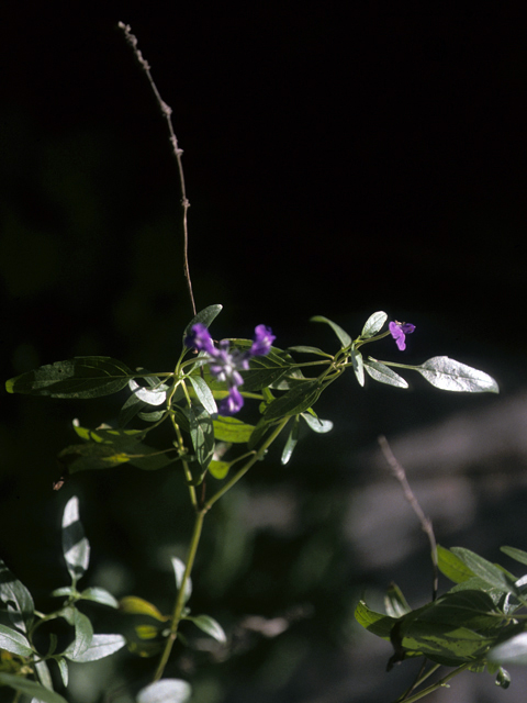 Desmodium psilophyllum (Simpleleaf ticktrefoil) #25495