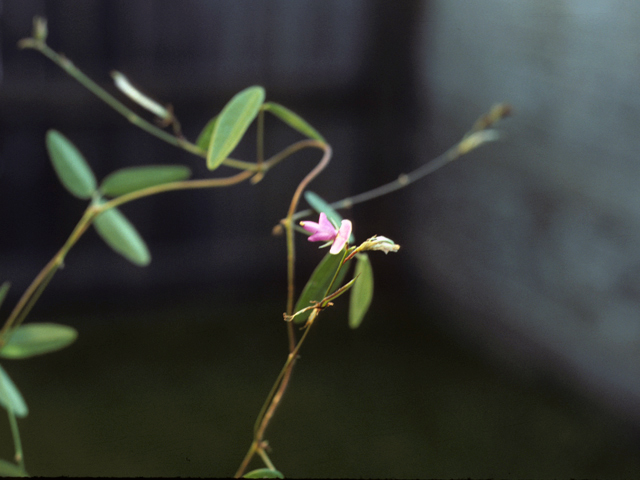 Galactia regularis (Eastern milkpea) #25500