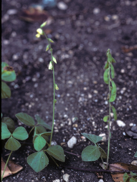 Rhynchosia minima (Least snoutbean) #25502