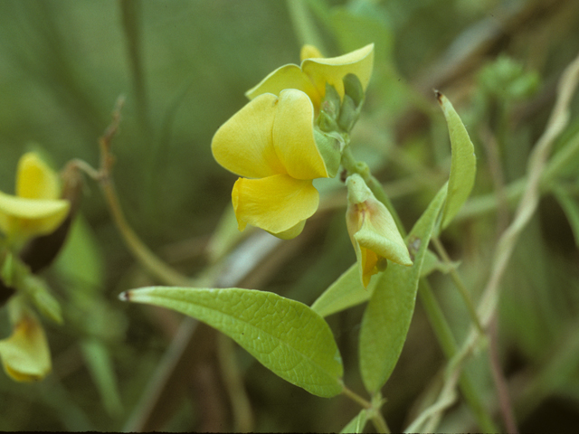 Vigna luteola (Hairypod cowpea) #25506