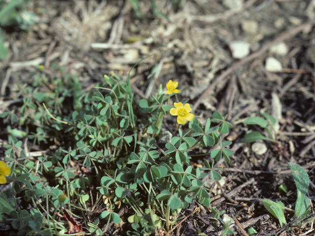 Oxalis priceae (Tufted yellow woodsorrel) #25514