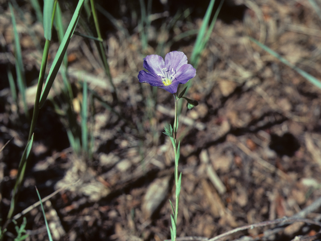 Linum pratense (Meadow flax) #25519