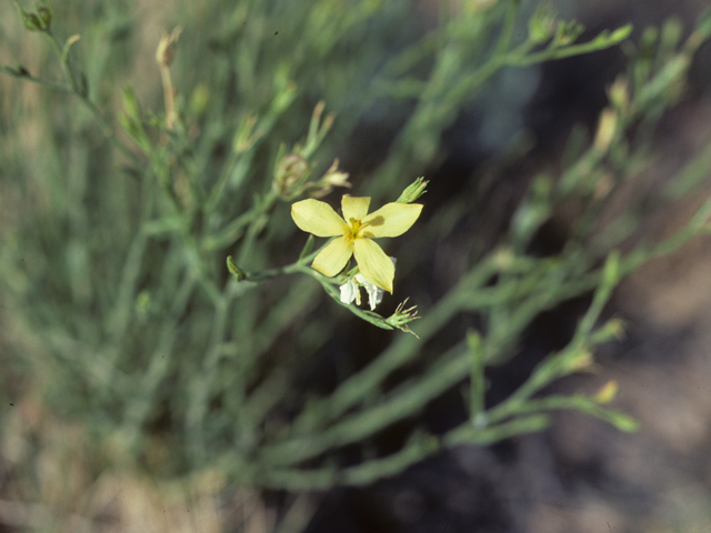 Linum rupestre (Rock flax) #25520