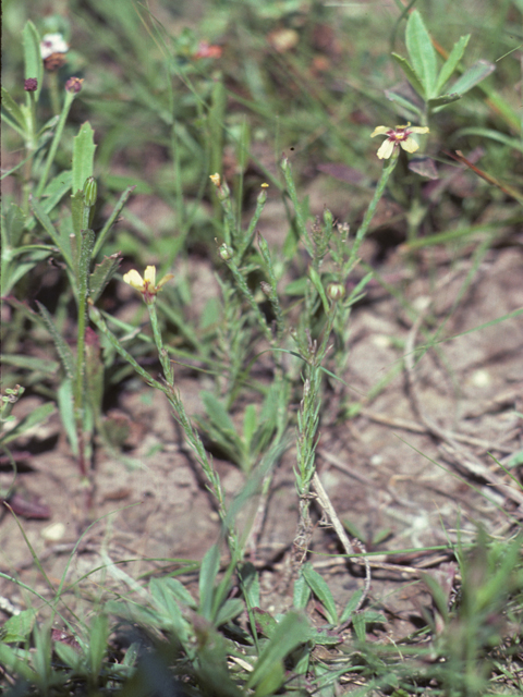 Linum imbricatum (Tufted flax) #25522