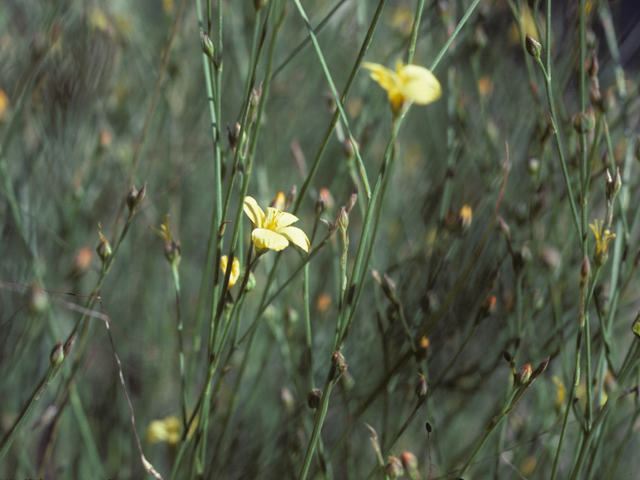 Linum aristatum (Bristle flax) #25525