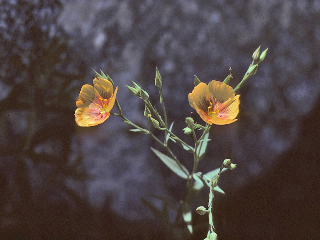 Linum berlandieri (Berlandier's yellow flax) #25527