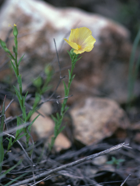 Linum rigidum var. rigidum (Stiffstem flax) #25528