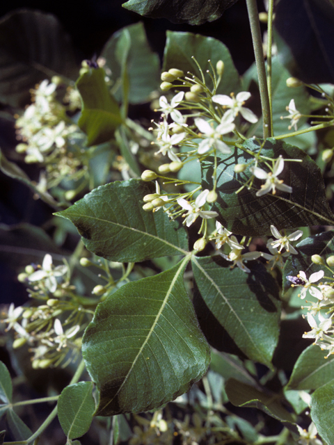 Ptelea trifoliata (Wafer ash) #25536