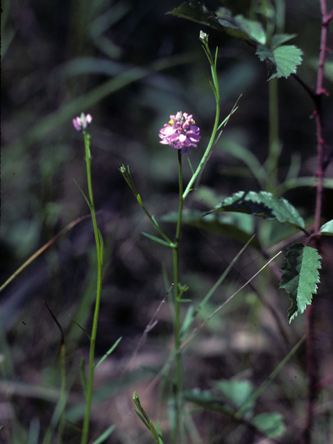 Polygala mariana (Maryland milkwort) #25542