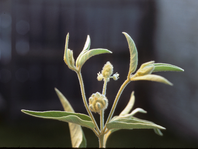 Croton capitatus (Hogwort) #25543