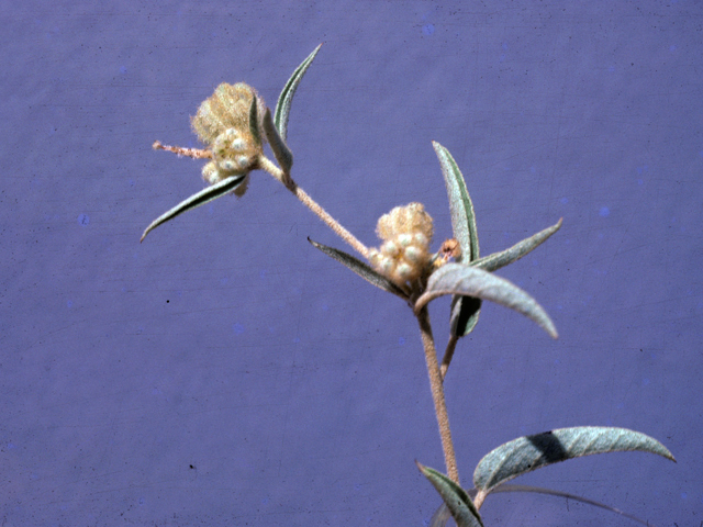 Croton capitatus (Hogwort) #25544