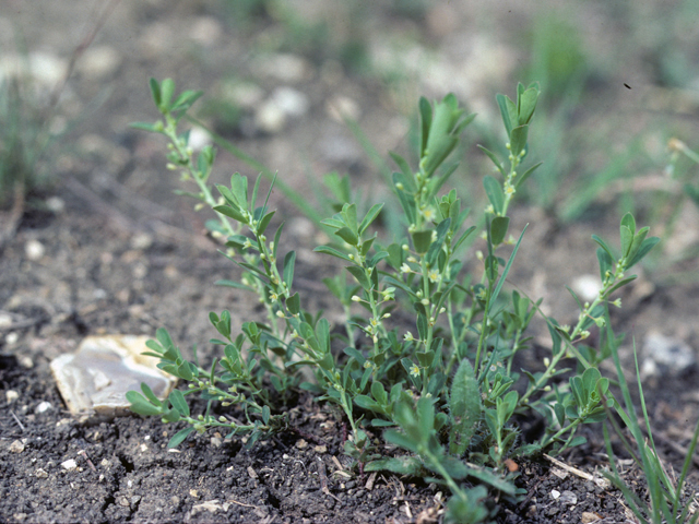 Phyllanthus polygonoides (Smartweed leaf-flower) #25548