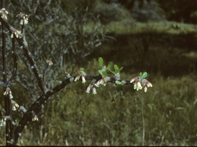 Jatropha dioica (Leatherstem) #25553