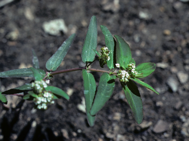 Chamaesyce glyptosperma (Ribseed sandmat) #25563