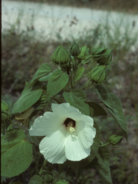 Hibiscus lasiocarpos (Woolly rose-mallow) #25586