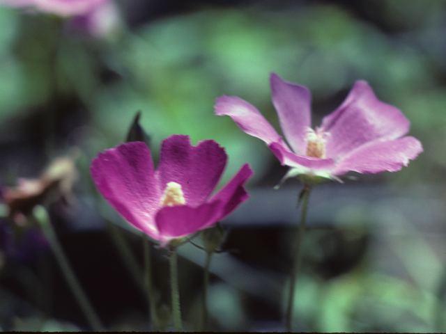 Callirhoe leiocarpa (Tall poppymallow) #25592