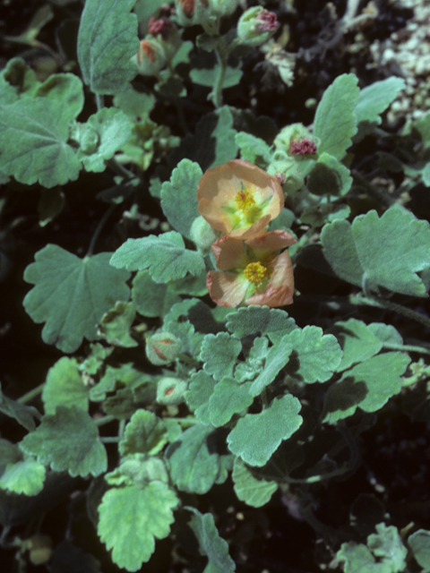 Sphaeralcea lindheimeri (Woolly globemallow) #25603