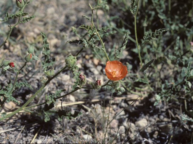 Sphaeralcea hastulata (Spear globemallow) #25604