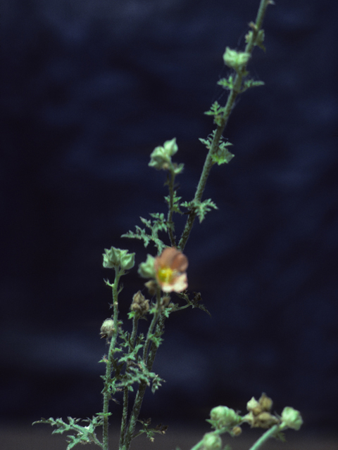 Sphaeralcea fendleri (Fendler's globemallow) #25607