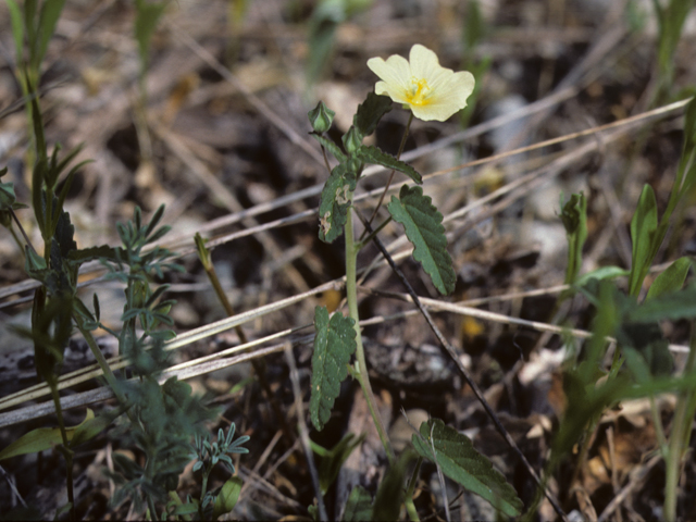 Sida abutifolia (Spreading fanpetals) #25610