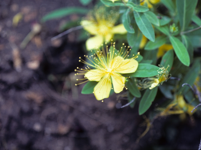 Hypericum frondosum (Cedarglade st. john's-wort) #25616