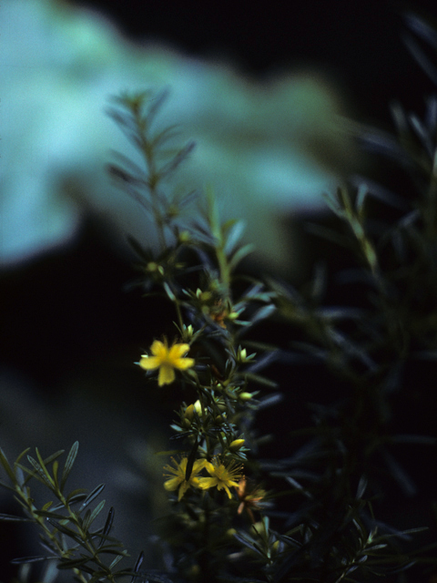 Hypericum gymnanthum (Claspingleaf st. john's-wort) #25618