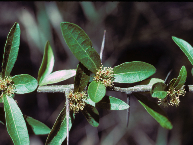 Xylosma flexuosa (Brush holly) #25629