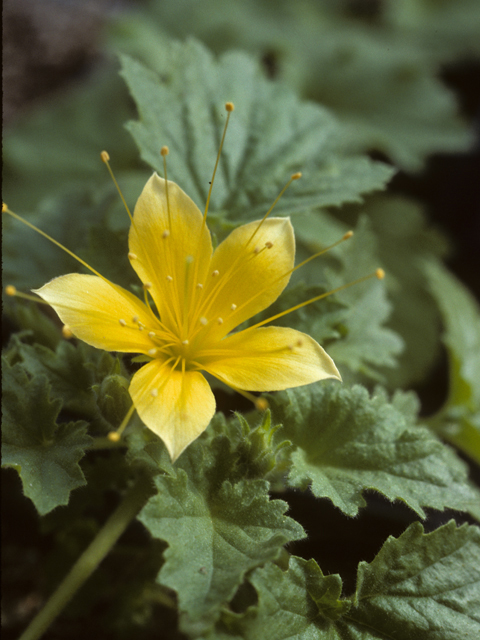 Eucnide bartonioides (Yellow rocknettle) #25635