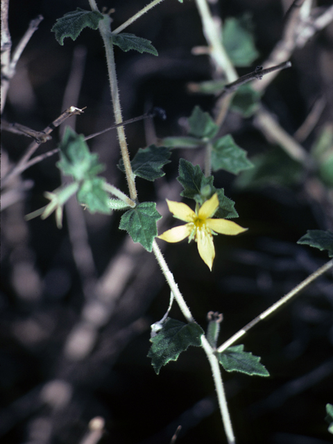 Mentzelia oligosperma (Stick-leaf) #25636