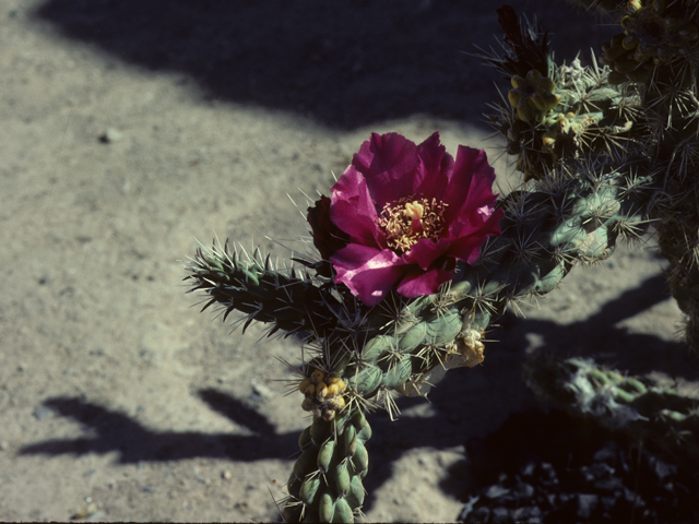 Cylindropuntia imbricata var. argentea (Tree cholla) #25643