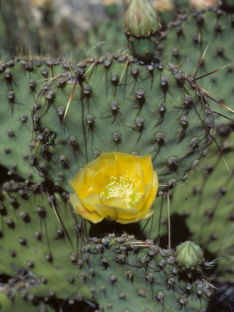 Opuntia strigil (Marblefruit pricklypear) #25654