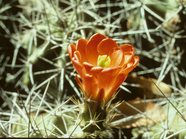 Echinocereus triglochidiatus (Claret cup) #25658