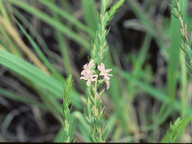 Lythrum alatum var. lanceolatum (Winged lythrum) #25667