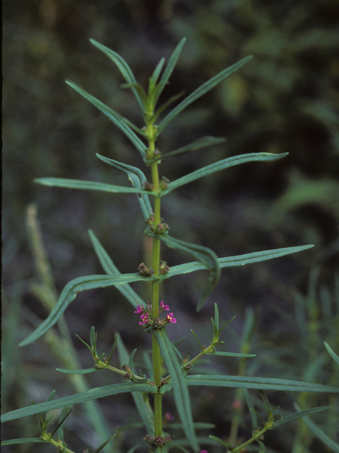 Ammannia coccinea (Valley redstem) #25670