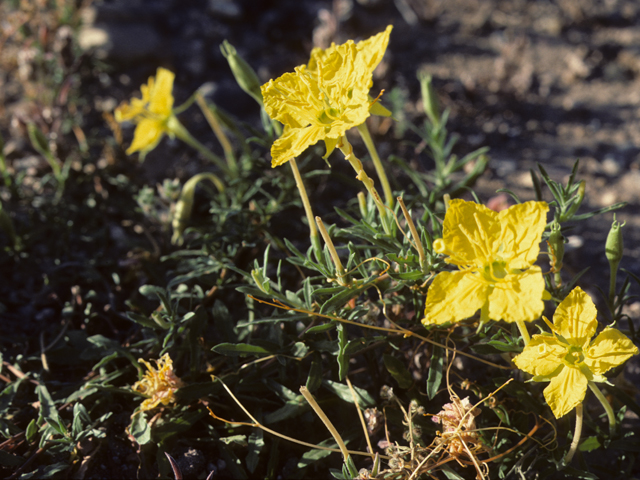 Calylophus hartwegii ssp. hartwegii (Hartweg's sundrops) #25672