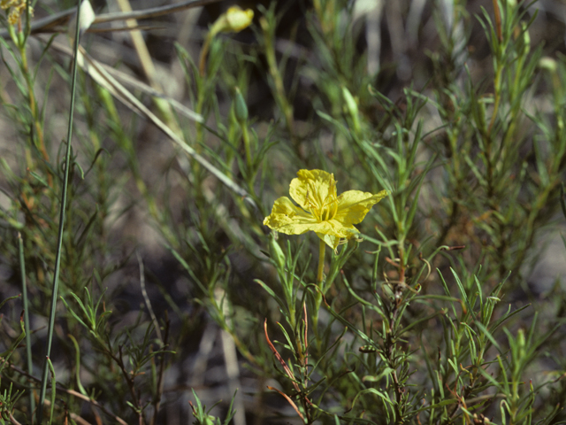 Calylophus hartwegii ssp. maccartii (Maccart's sundrops) #25673