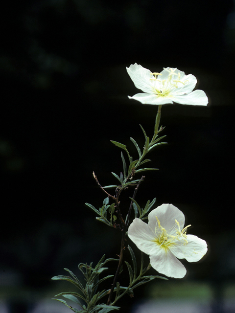 Oenothera engelmannii (Engelmann's evening-primrose) #25686