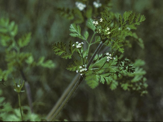 Chaerophyllum tainturieri (Hairyfruit chervil) #25700