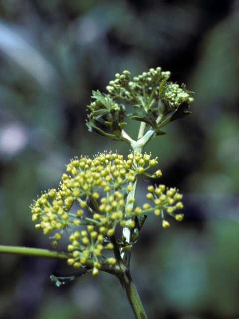 Polytaenia nuttallii (Nuttall's prairie parsley) #25701